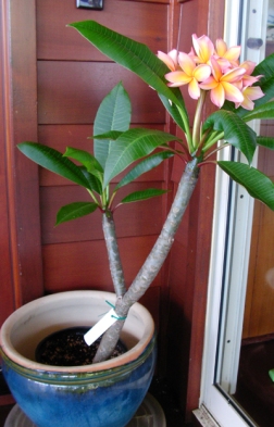 This is about the size of the Plumeria (my favorite flower, which I am somewhat obsessed with) plant in my backyard in California. In Hawaii they grow as tall as trees! (Image Credit: Maui Plumeria Gardens)